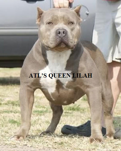 lilah-1