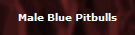 Male Blue Pitbulls
