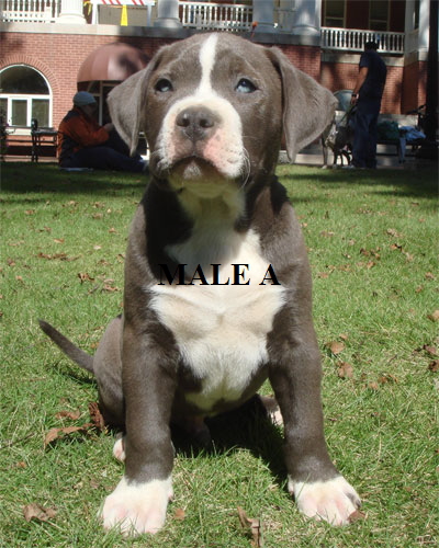 malepup1