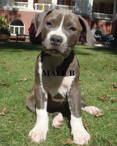 malepup3