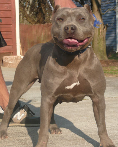 bambam  female blue pit bull