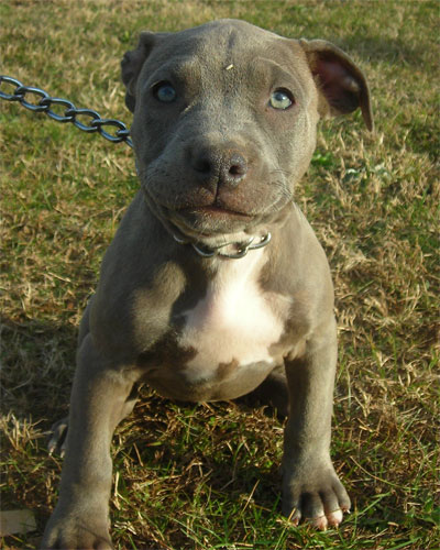 Blue Pitbull Puppies for Sale