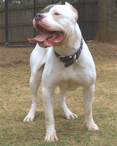 casper
