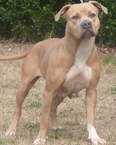 deuce  female blue pitbull