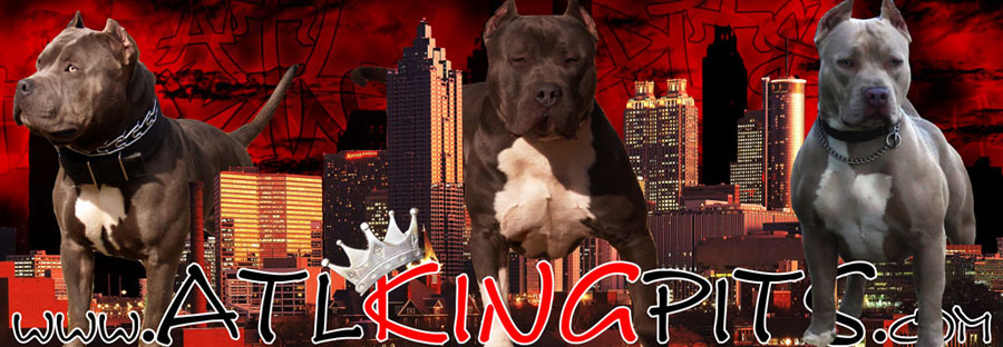 ATL King Pits - Blue Pit Bull Puppies