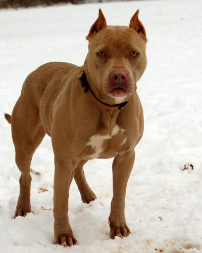 lilah-1